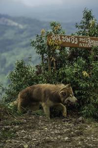 BIB: 
                            <button type="button" onclick="openModal(24763405)" class="btn btn-primary btn-sm float-right btn-popup" data-toggle="modal" data-target=".modal-high-quality">
                        <i class="fas fa-shopping-cart"></i> Add to Cart
                    </button>
                                            <button type="button" onclick="isThisMe(24763405, true)" class="btn btn-success btn-sm float-right btn-popup btn-isme hidden" data-toggle="tooltip" data-placement="bottom" title="นี่คือรูปของคุณใช่ไหม คลิกที่นี่เพื่อเอาเข้าอัลบั้ม">
                        <i class="fas fa-plus"></i> Add to album
                    </button>
                    <button type="button" onclick="isThisMe(24763405, false)" class="btn btn-warning btn-sm float-right btn-popup btn-isnotme hidden">
                        <i class="fas fa-ban"></i> Remove from album
                    </button>